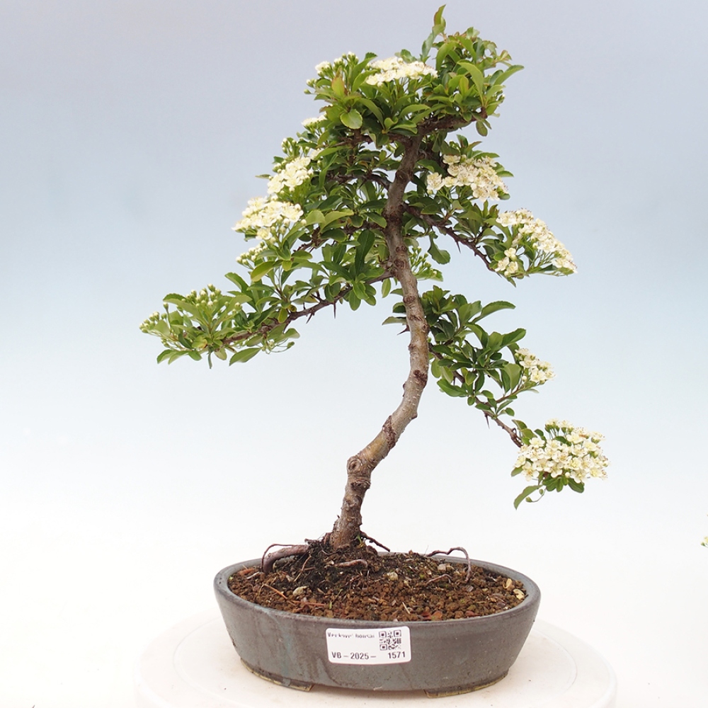 Outdoor Bonsai-Pyracanta Teton -Bäckerei