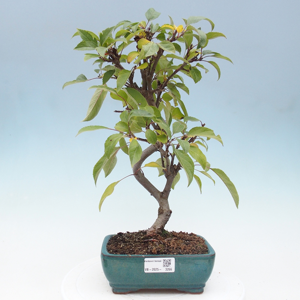 Bonsai im Freien - Malus halliana - Kleinfruchtiger Apfelbaum
