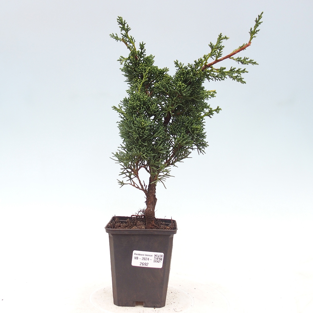Outdoor-Bonsai - Juniperus chinensis Kishu - Chinesischer Wacholder