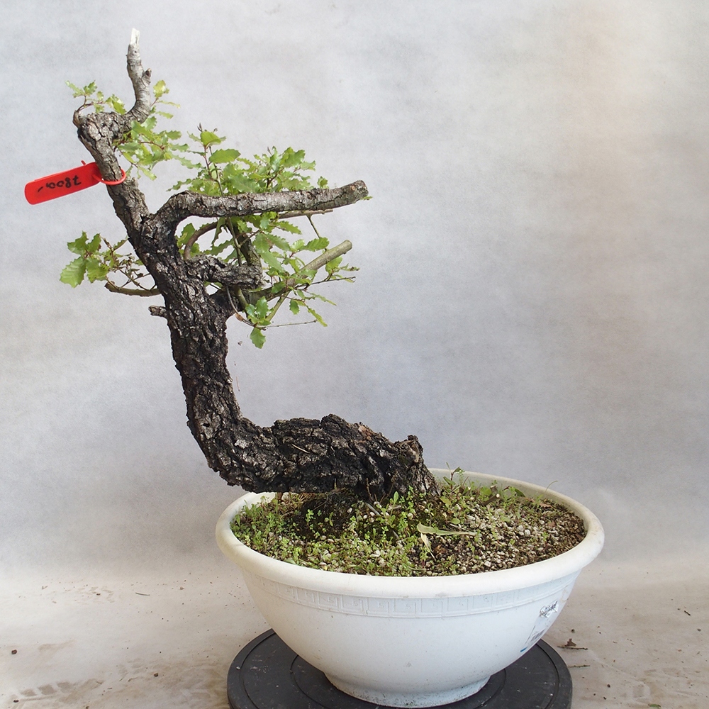 Freilandbonsai Quercus Cerris - Eiche Cer