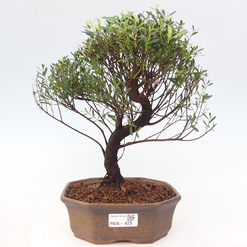 Zimmer Bonsai - Syzygium - Piment