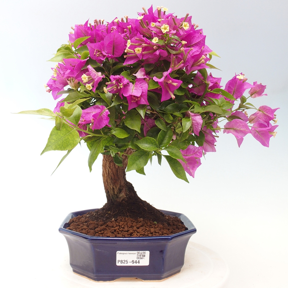Indoor Bonsai - Bouganwilea