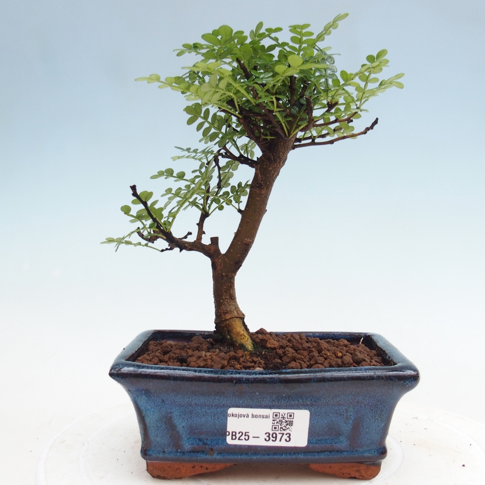 Zimmer Bonsai - Zantoxylum piperitum - Pfefferbaum
