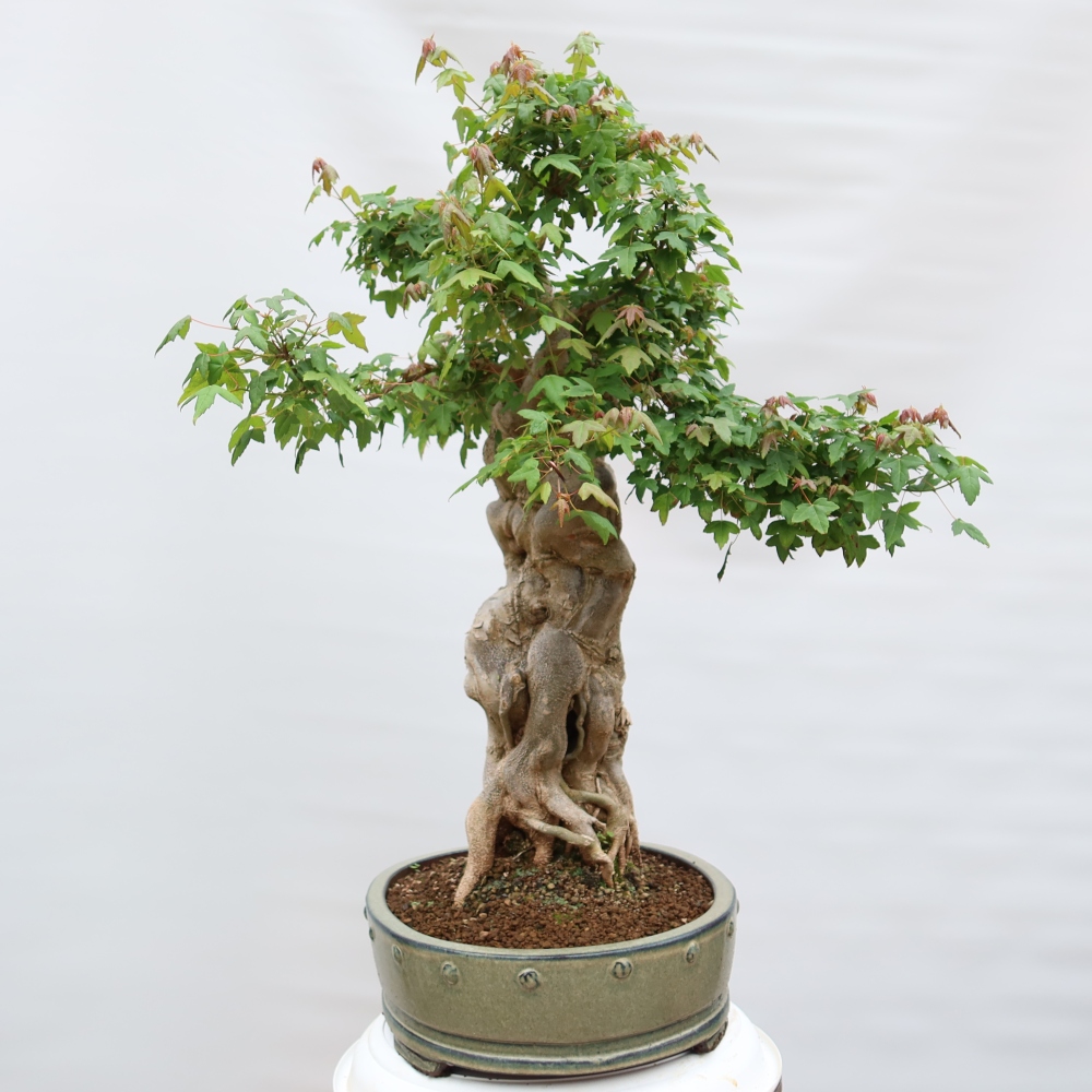 Bonsai für draußen - Ahorn Burger - Acer Burgerianum