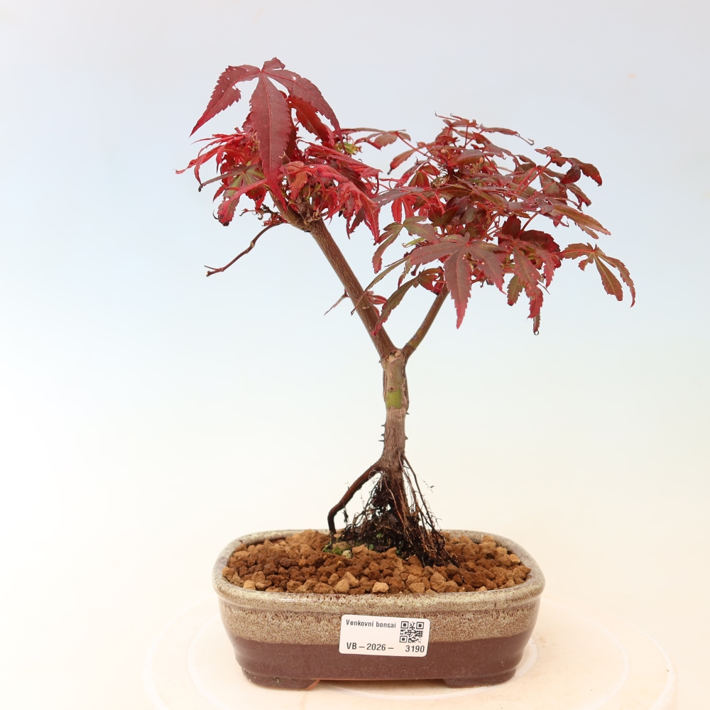 Bonsai für den Außenbereich – Palmenblättriger Ahorn – Acer palmatum „Berry Broom“ 
