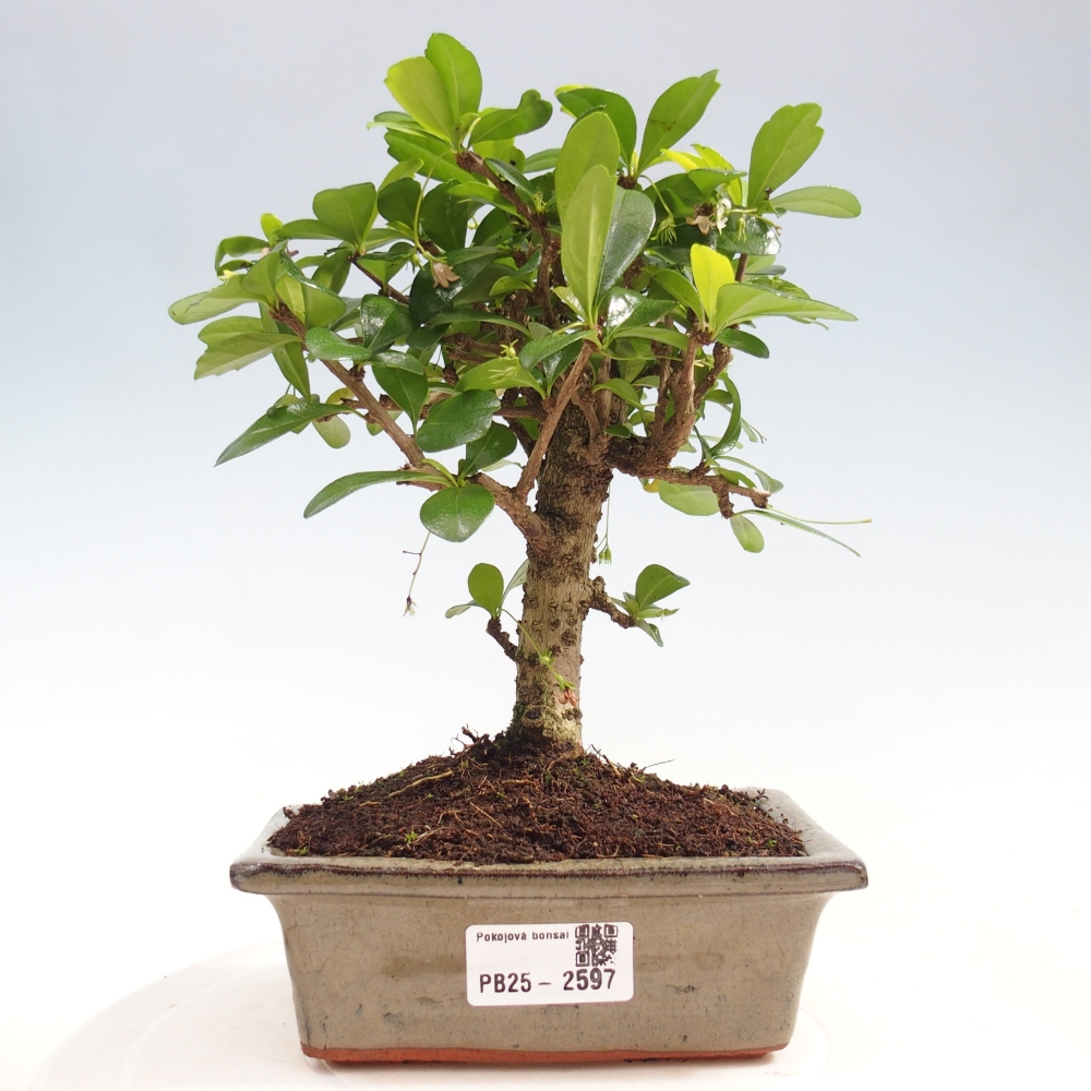 Zimmerbonsai - Carmona Macrophylla - Fuki-Tee