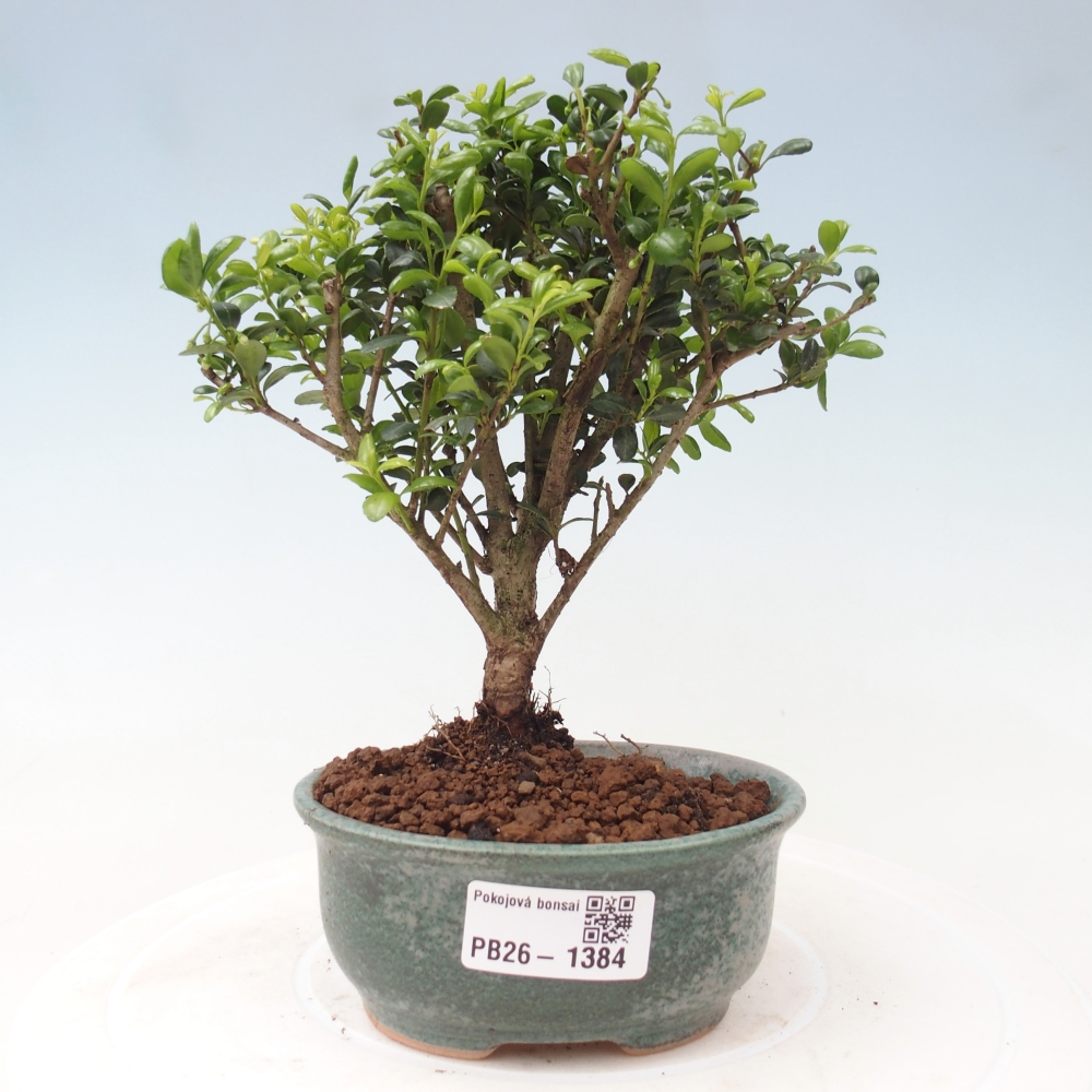 Zimmer Bonsai - Ilex crenata - Stechpalme