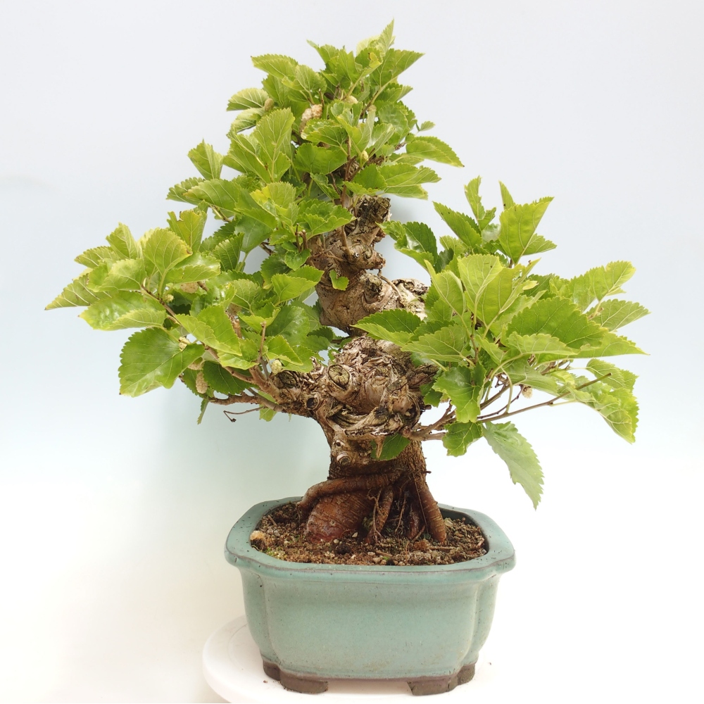 Bonsai im Freien - Morus alba - Maulbeere
