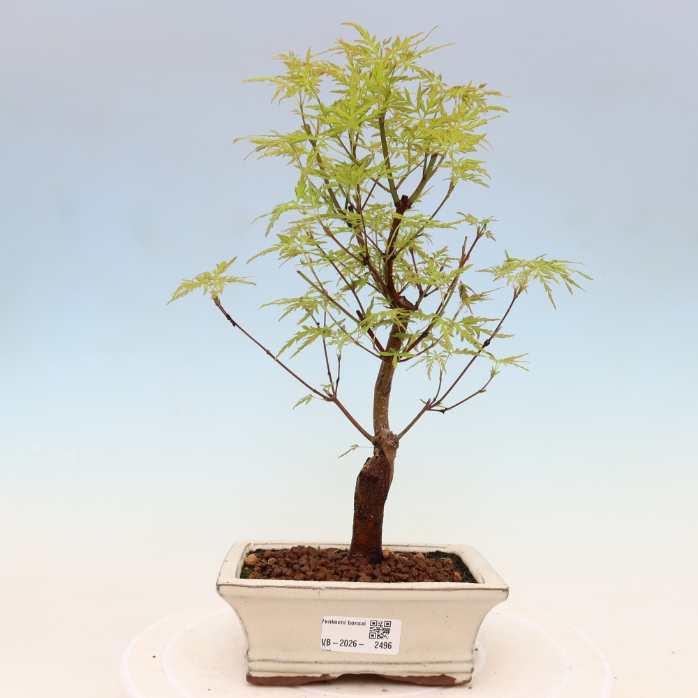 Bonsai im Freien - Acer palmatum Dissectum - japanischer Ahorn 