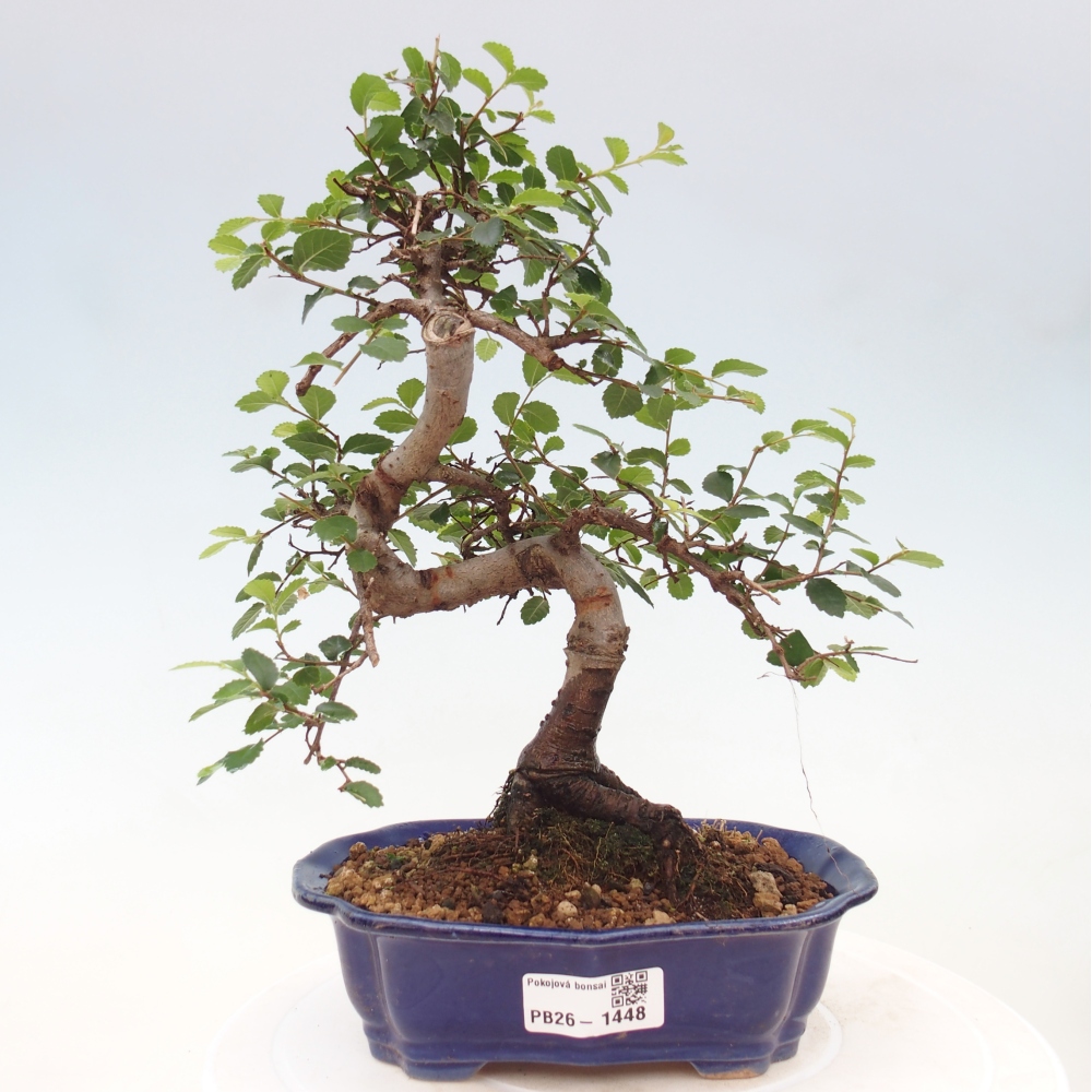 Zimmerbonsai - Ulmus parvifolia - Kleinblättrige Ulme