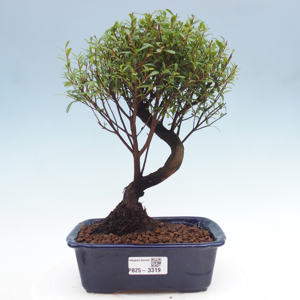 Zimmer Bonsai - Syzygium - Piment