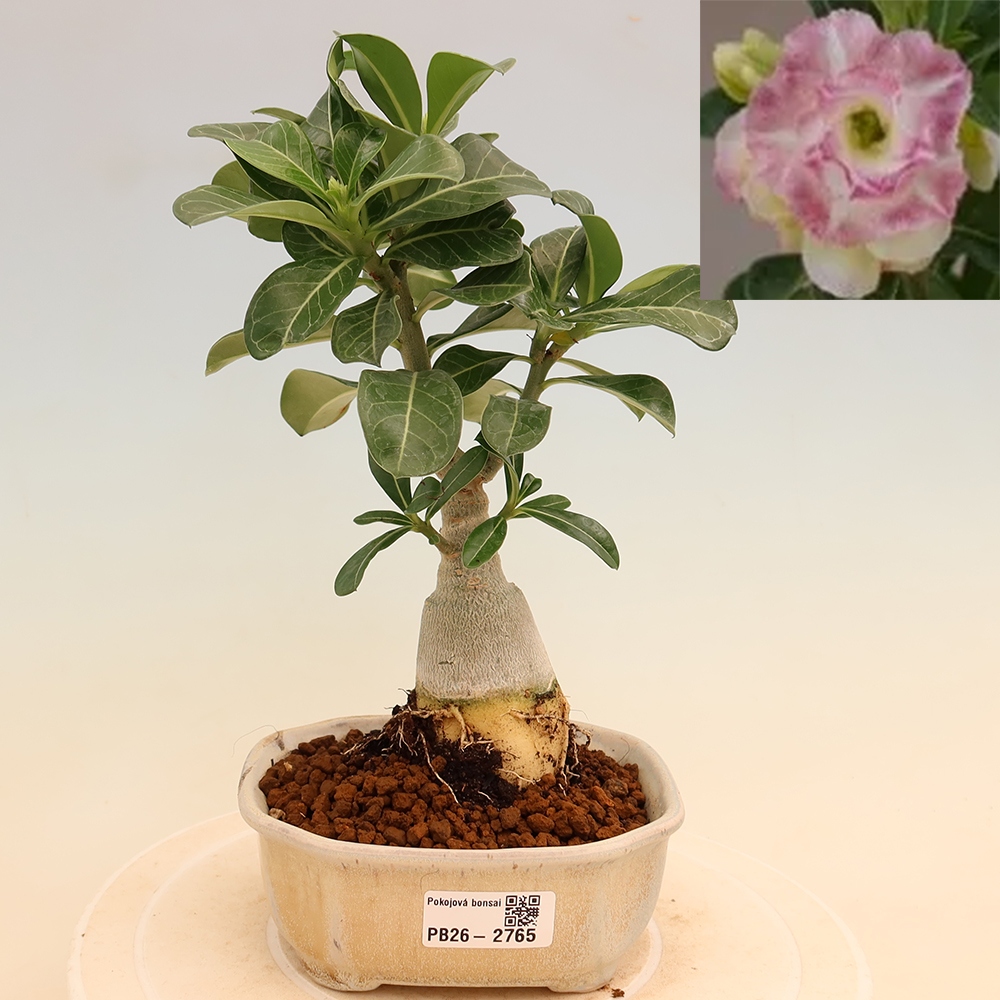 Zimmerbonsai – Adenium obesum, gepfropft, V.F.S.412 – Wüstenrose