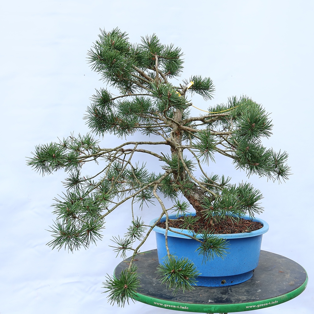 Pinus sylvestris Spanien – Waldkiefer