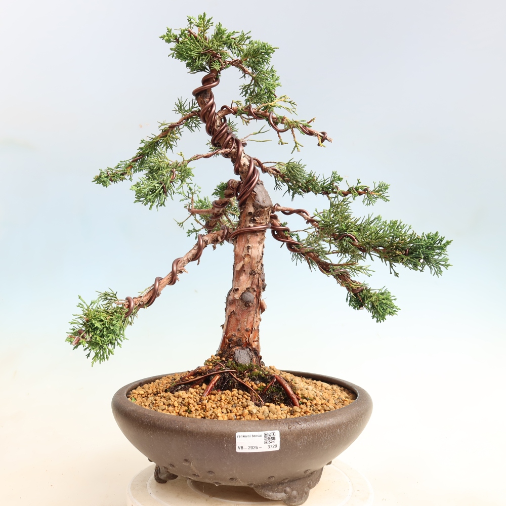 Bonsai für draußen - Juniperus chinensis Kishu