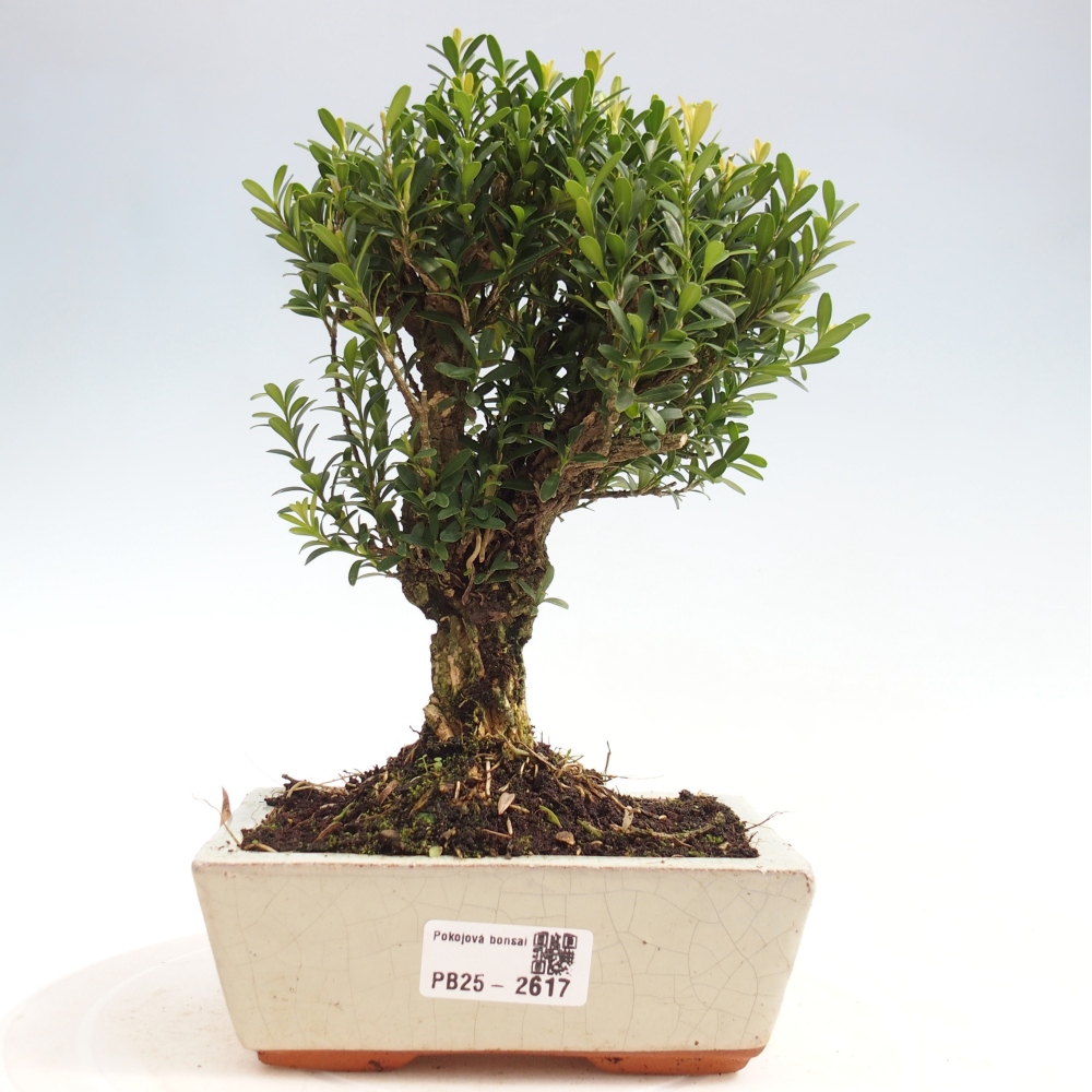 Zimmer Bonsai - Buxus harlandii - Kork Buchsbaum