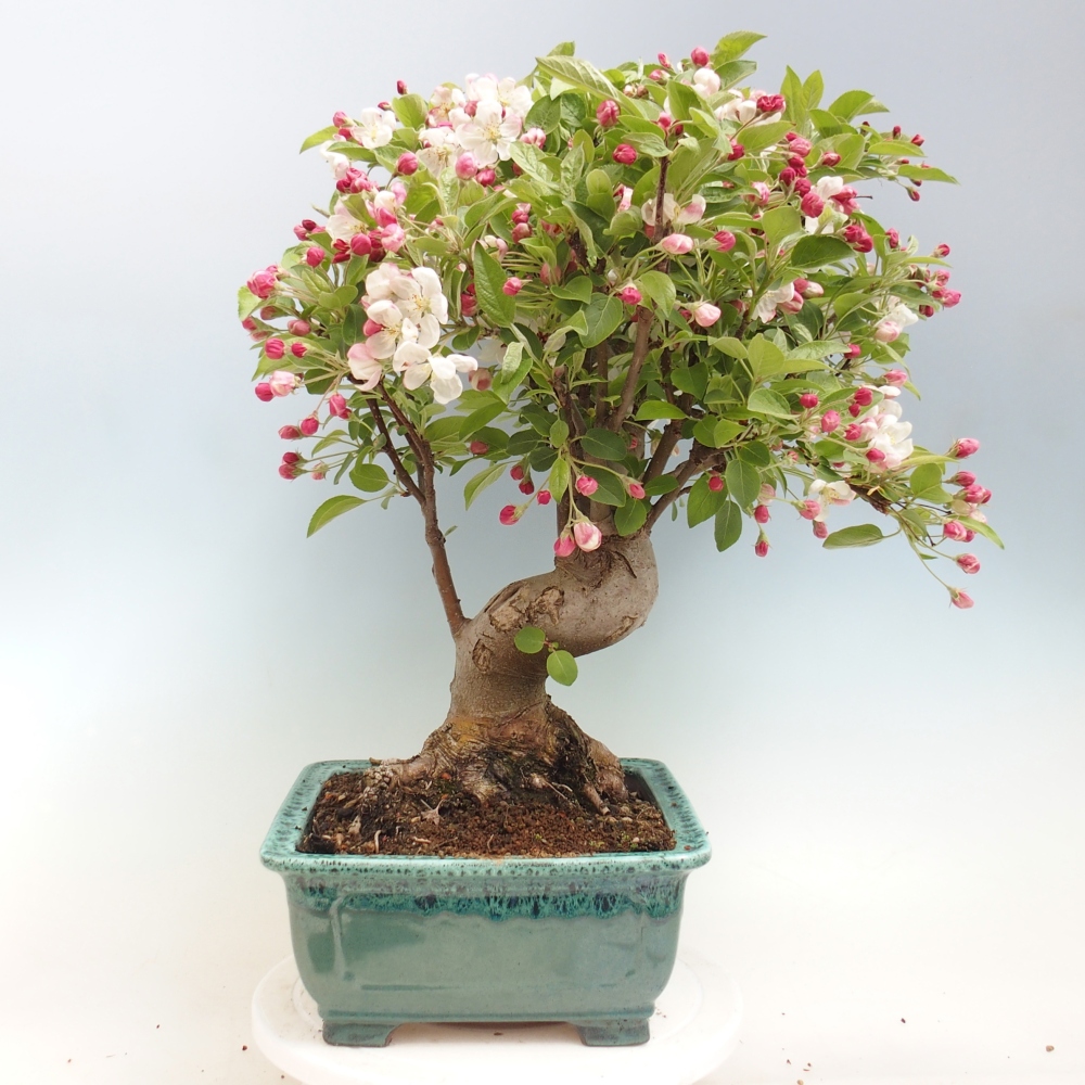 Outdoor-Bonsai -Malus halliana - Kleinfrüchtiger Apfelbaum