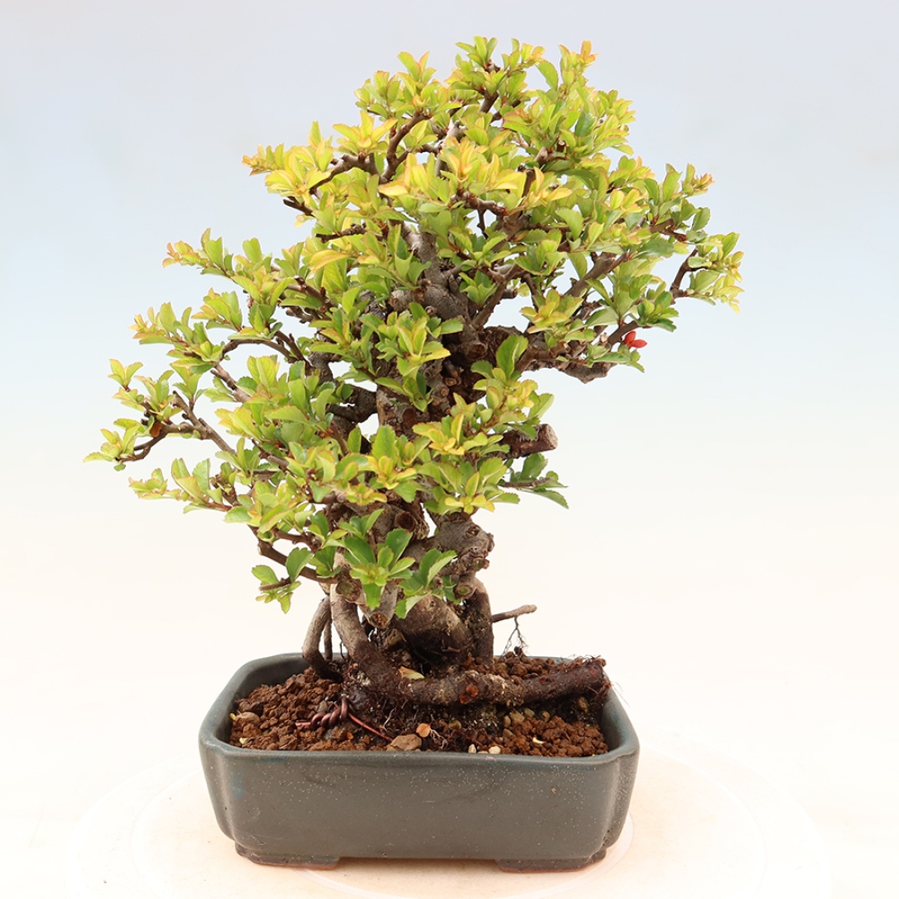 Bonsai für draußen - Chaneomeles speciosa Chojubai