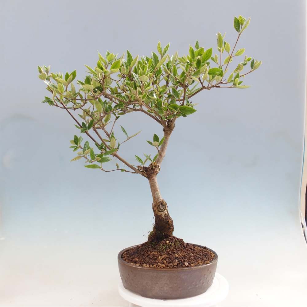 Bonsai für draußen - Kalina Bodnanská - Viburum carlesii hemsi