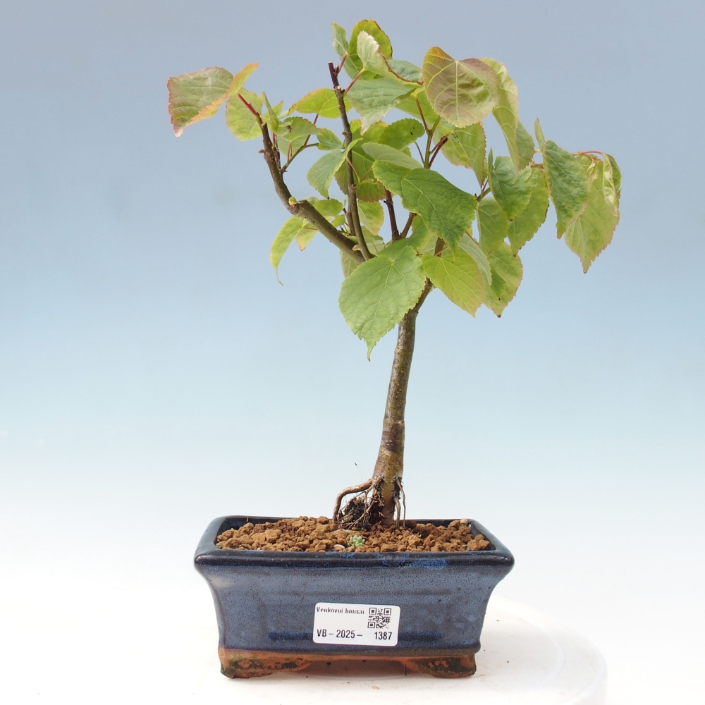 Outdoor-Bonsai - Linden - Tilia cordata