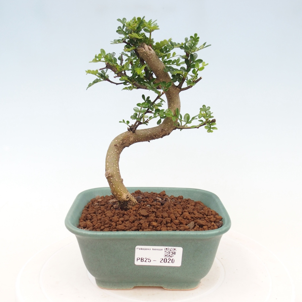 Indoor-Bonsai - Zantoxylum piperitum - Pfefferminze