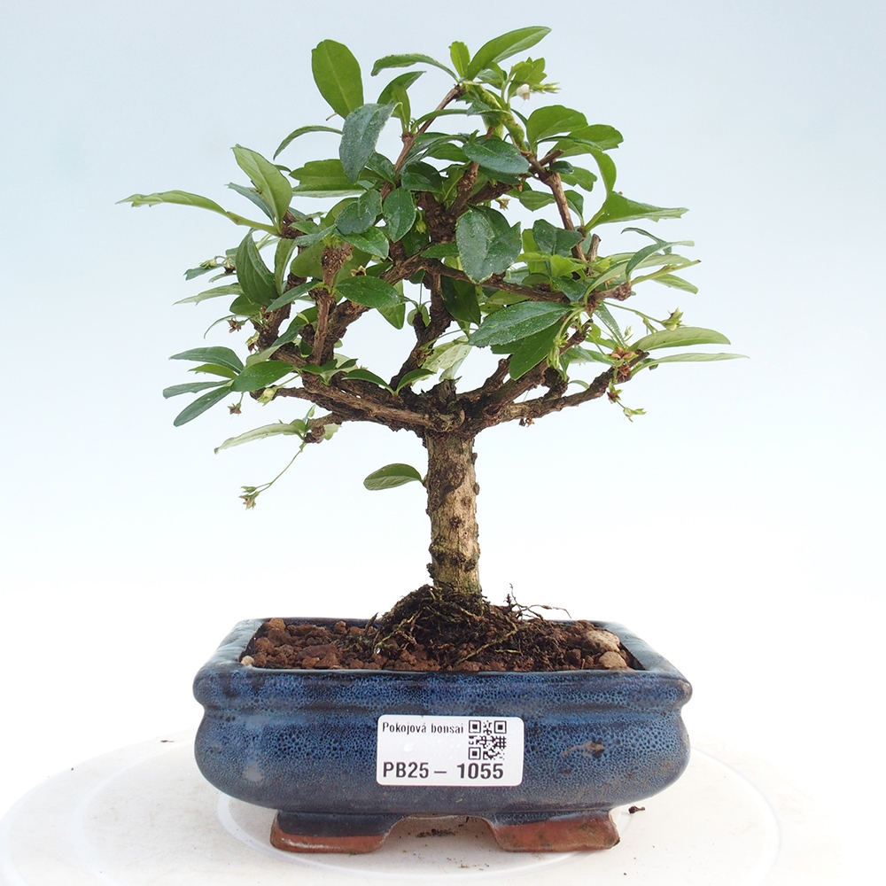 Zimmerbonsai - Carmona Macrophylla - Fuki-Tee