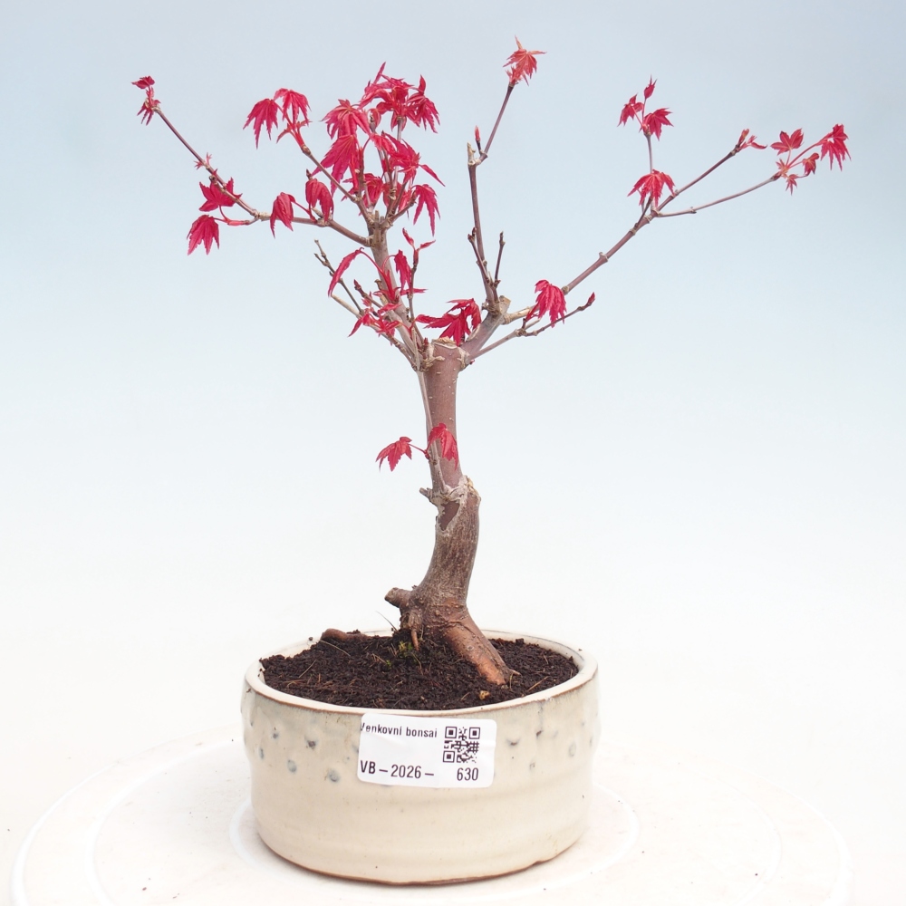 Bonsai im Freien - Ahorn - Acer palmatum DESHOJO