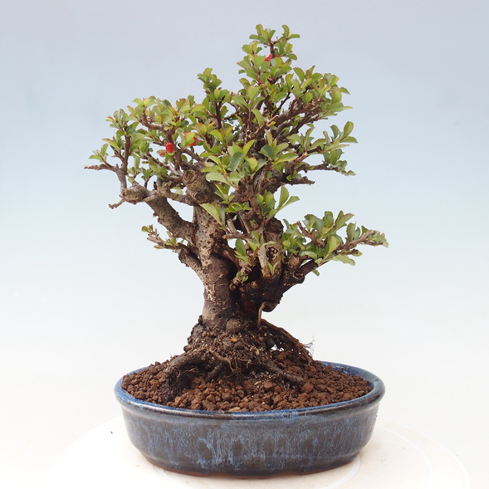 Bonsai für draußen - Chaneomeles speciosa - Quitte