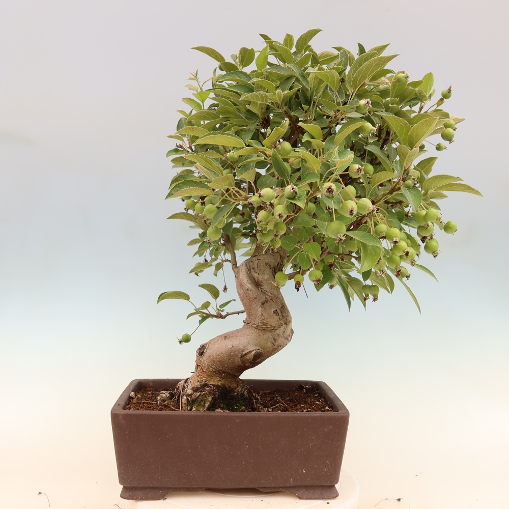 Outdoor-Bonsai -Malus halliana - Kleinfrüchtiger Apfelbaum