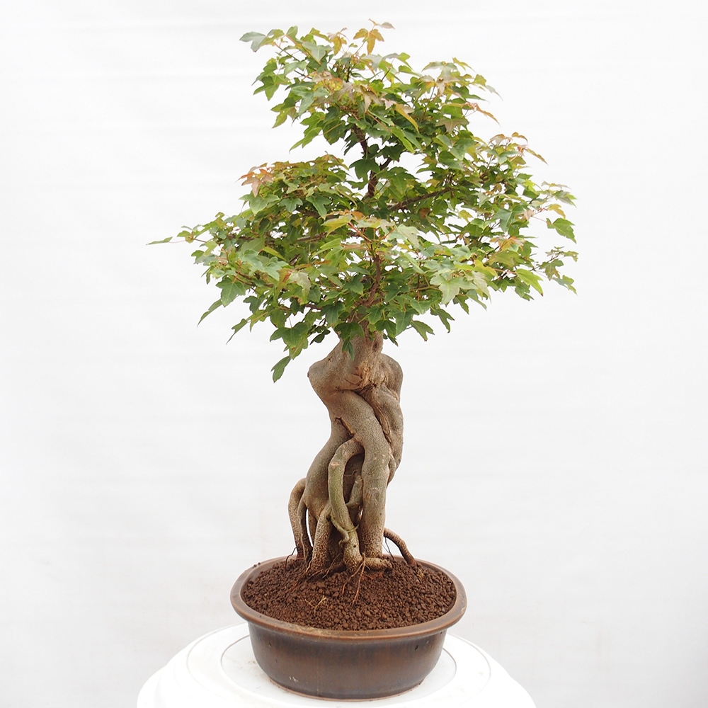 Bonsai im Freien - Ahorn Buergerianum - Burger Maple