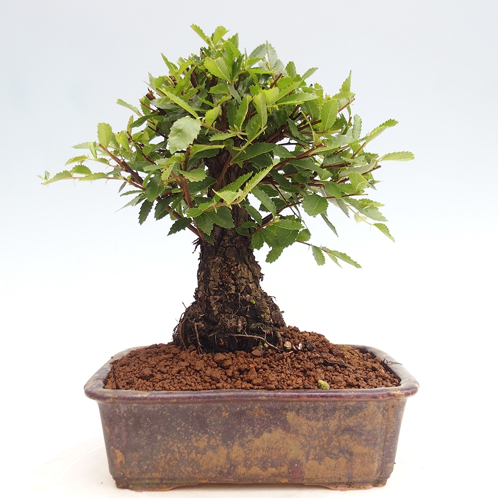 Bonsai im Freien - Zelkova - Zelkova NIRE