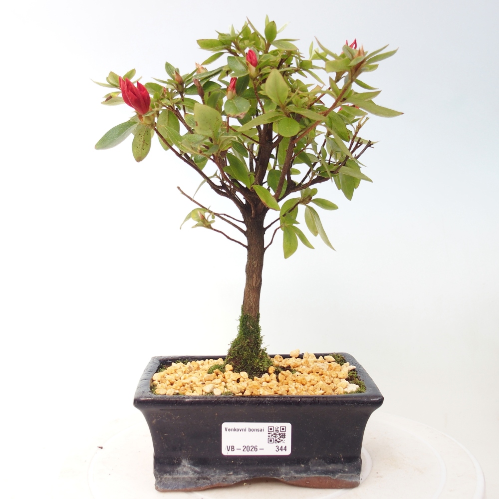 Bonsai für draußen - Japanische Azalee - Azalea sp.