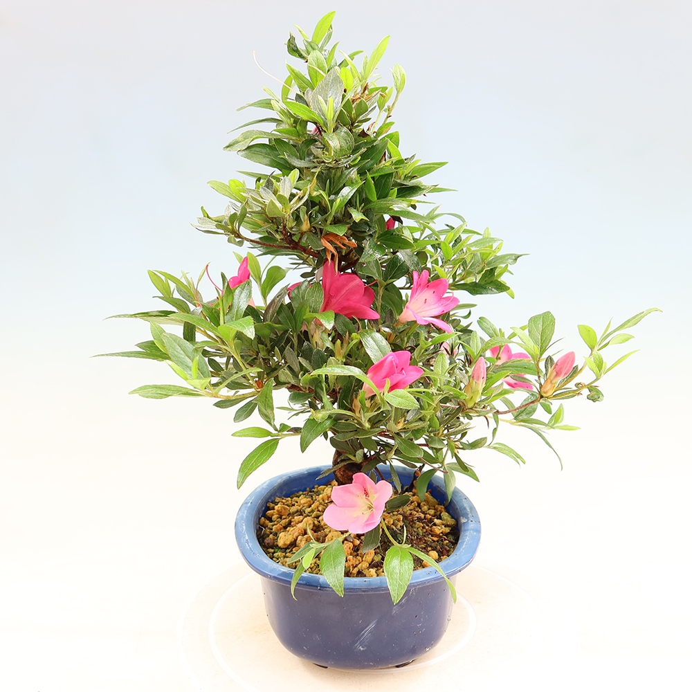Bonsai für draußen - Japanische Azalee - Azalee Reiko