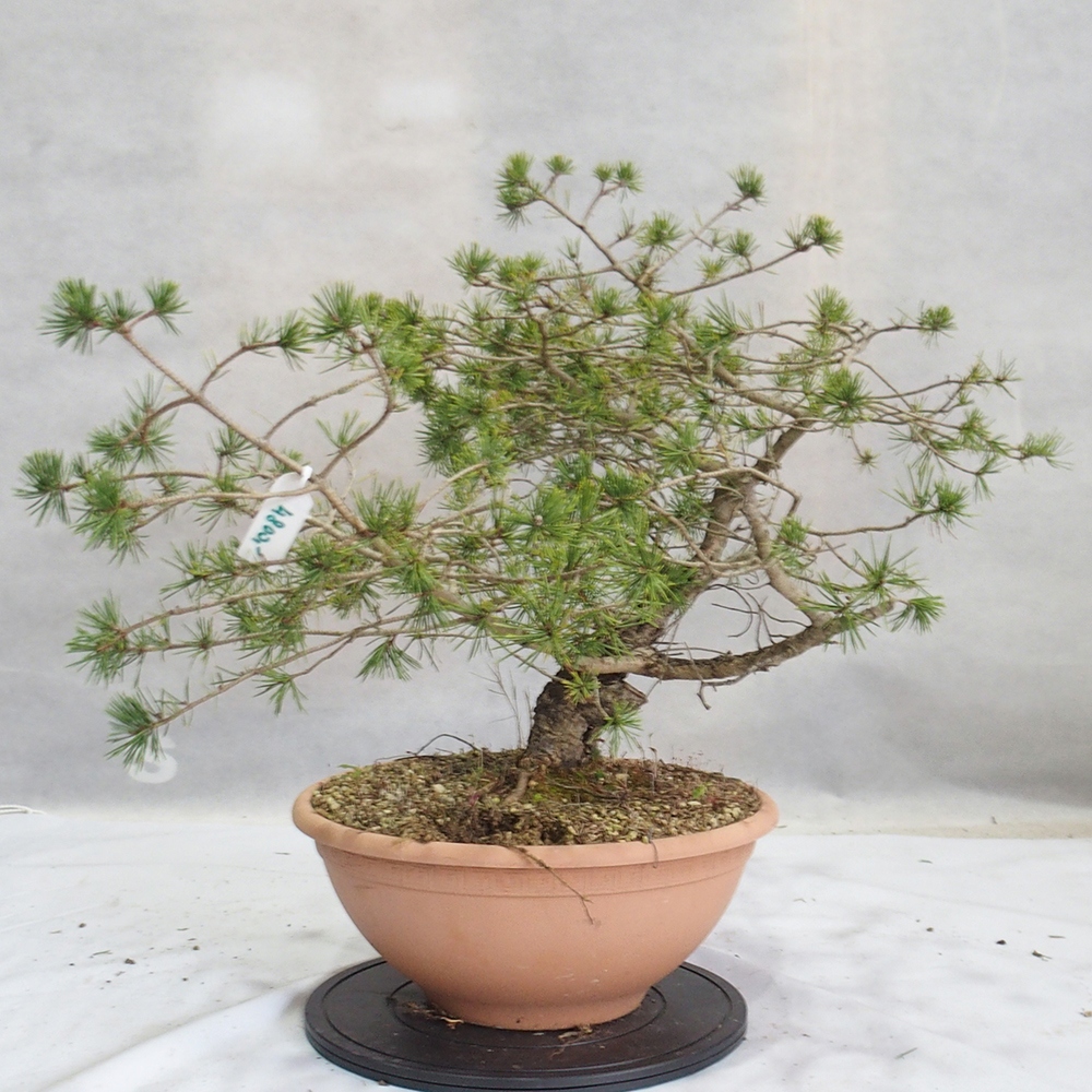 Yamadori - Pinus sylvestris 