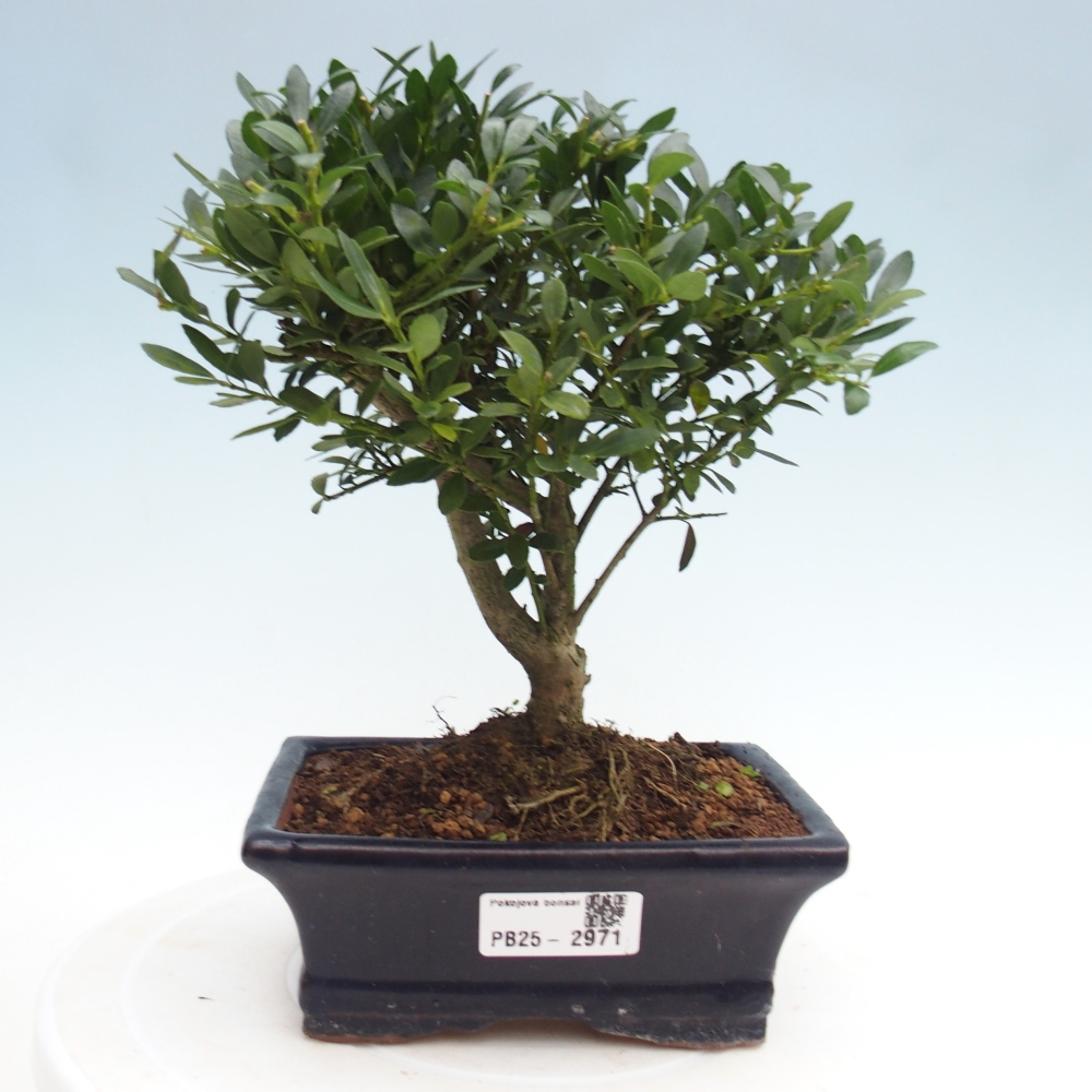 Indoor bonsai - Ilex crenata - Holly