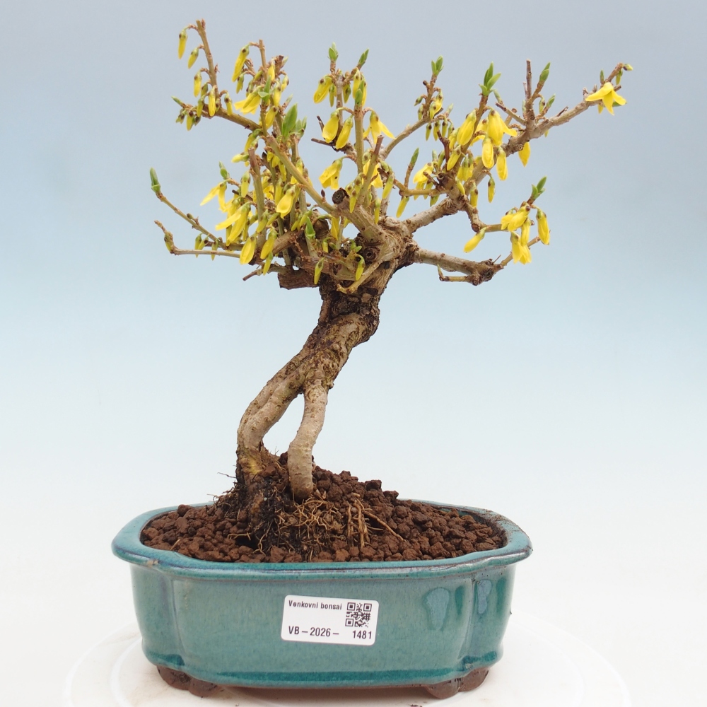 Bonsai für draußen - Zlatice - Forsythia koreana