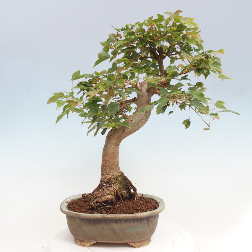 Bonsai im Freien - Ahorn Buergerianum - Burger Maple