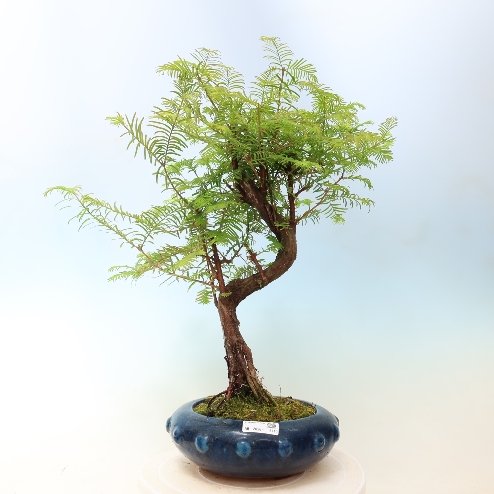 Bonsai für draußen - Metasequoia glyptostroboides - Chinesische Metasequoia