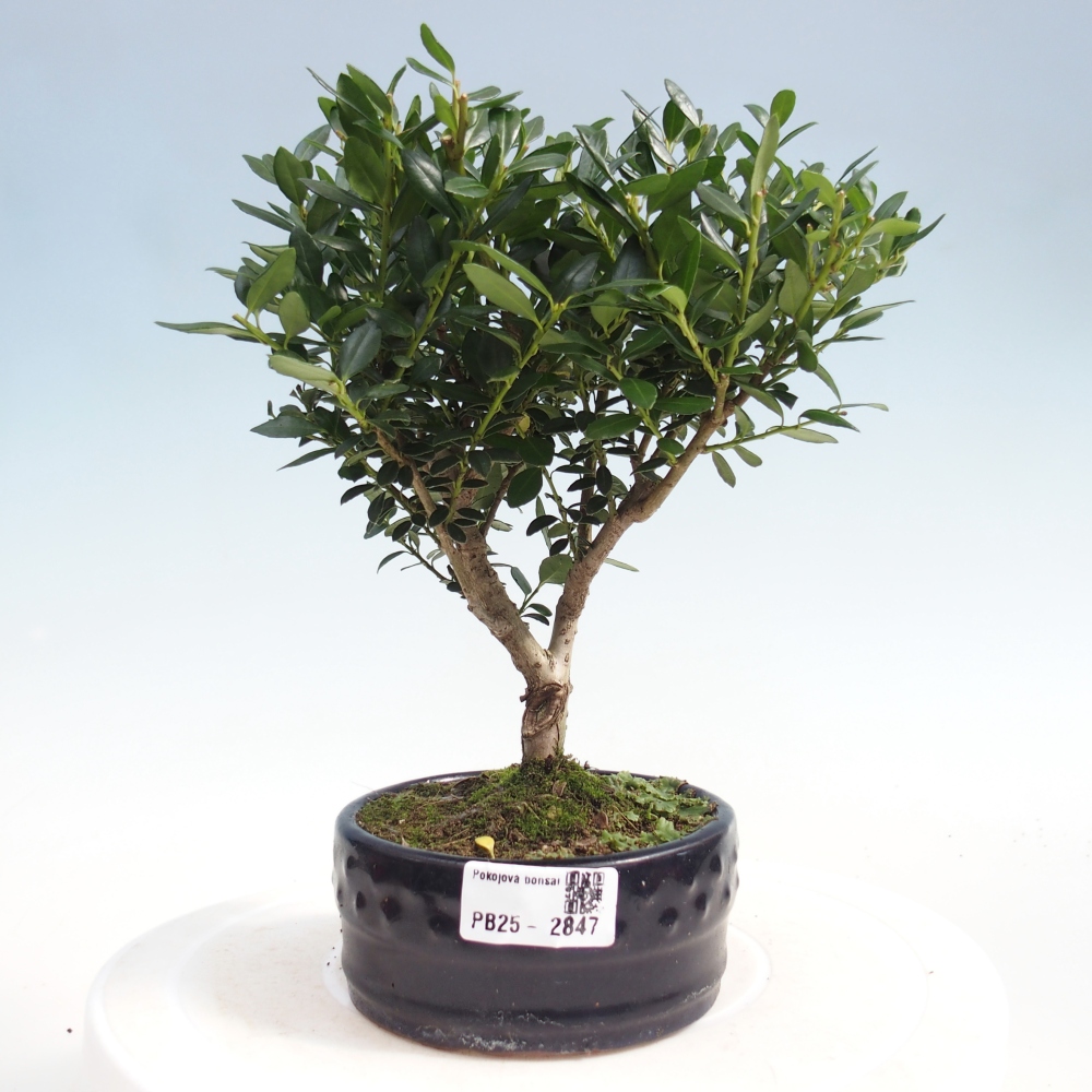 Zimmerbonsai - Ilex crenata - Holly