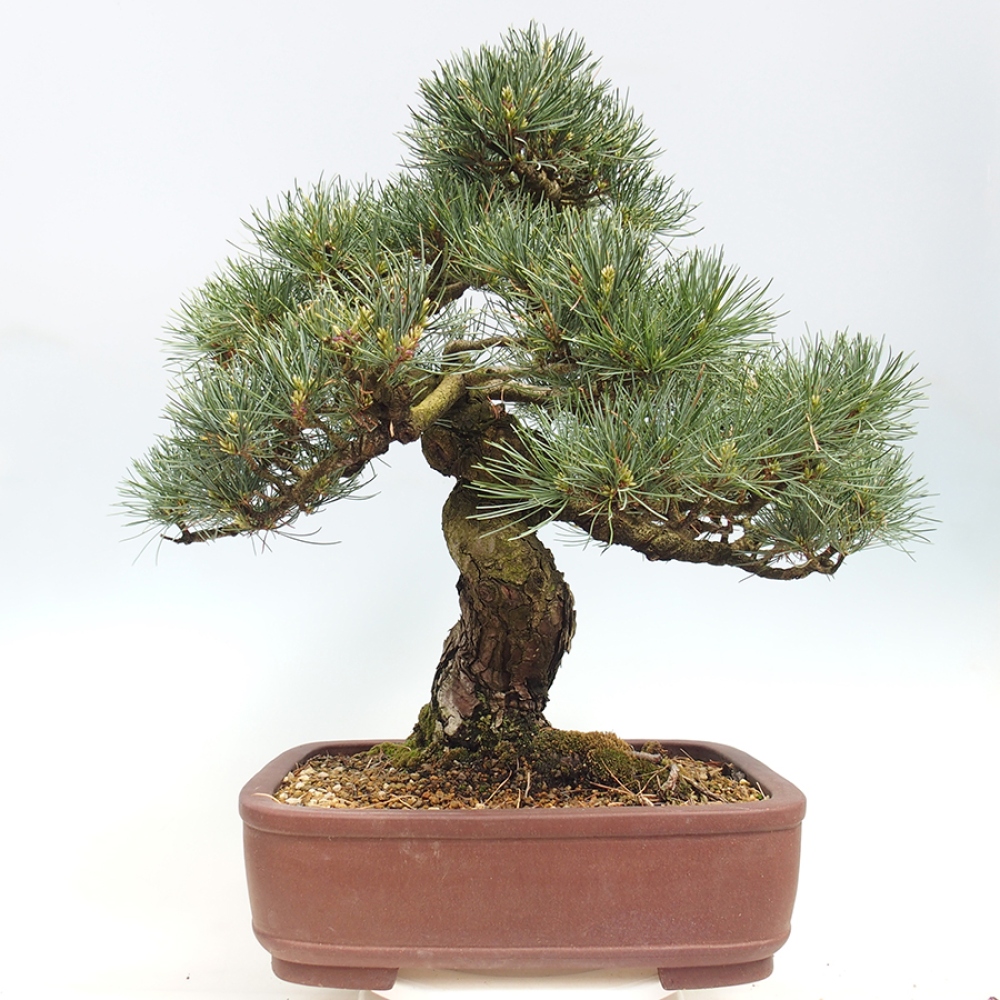 Bonsai für draußen - Pinus parviflora - Pinus parviflora