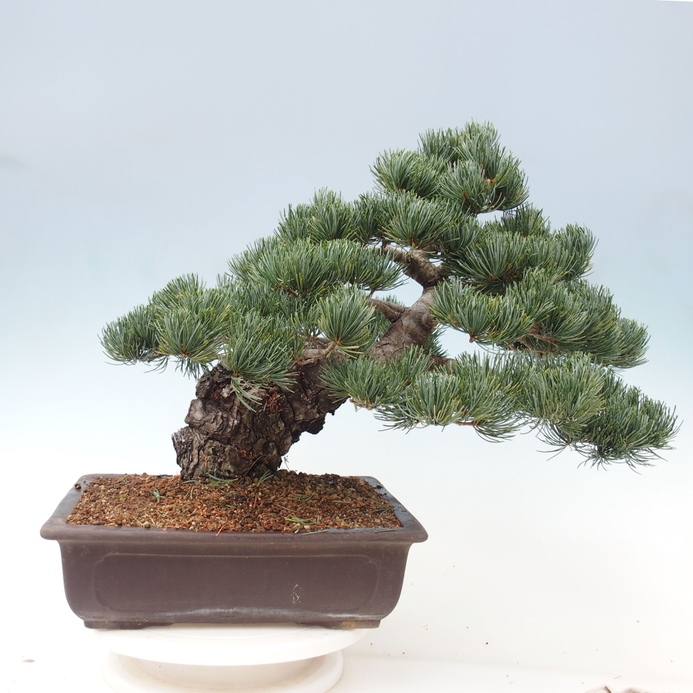 Bonsai im Freien - Pinus parviflora - kleine Kiefer