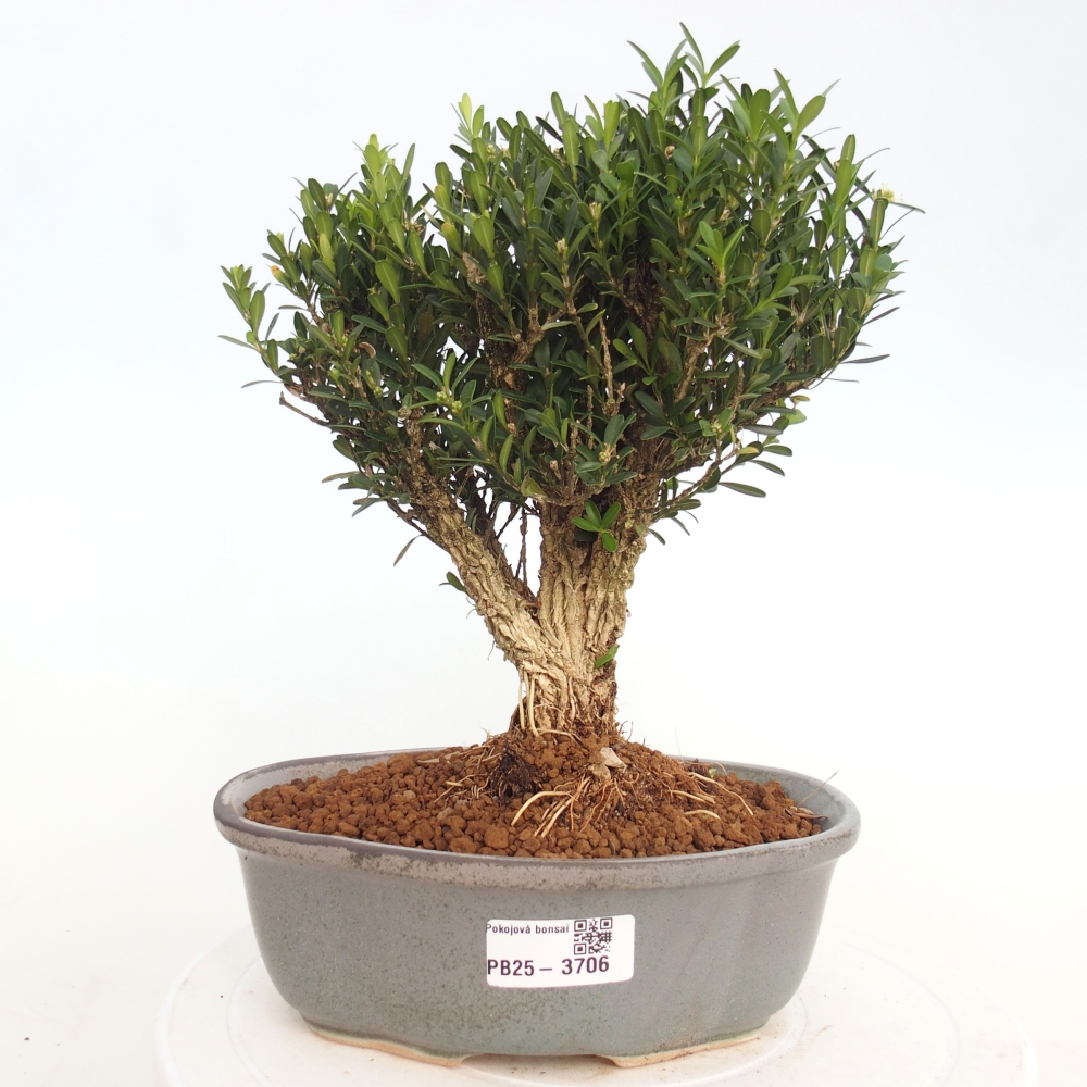 Innenbonsai - Buxus harlandii - Korkbuchsbaum
