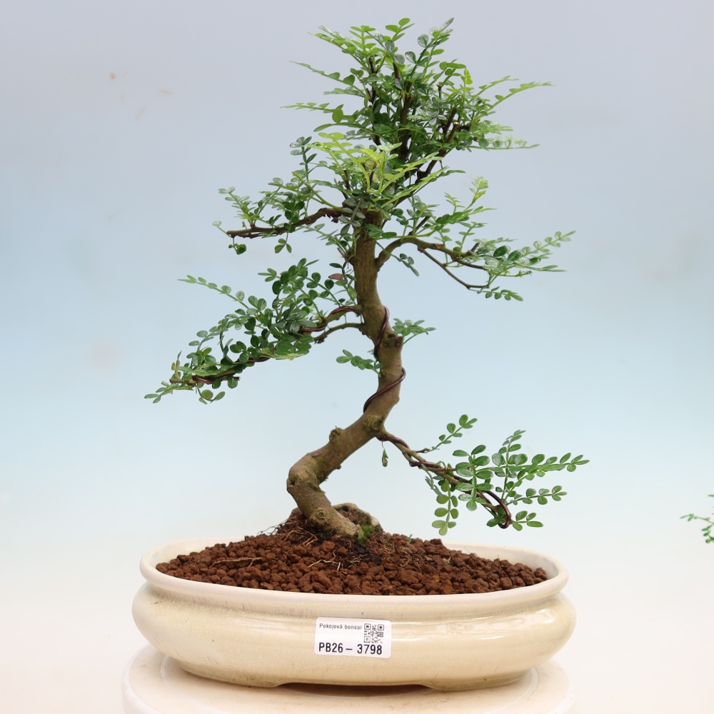 Zimmer Bonsai - Zantoxylum piperitum - Pfefferbaum