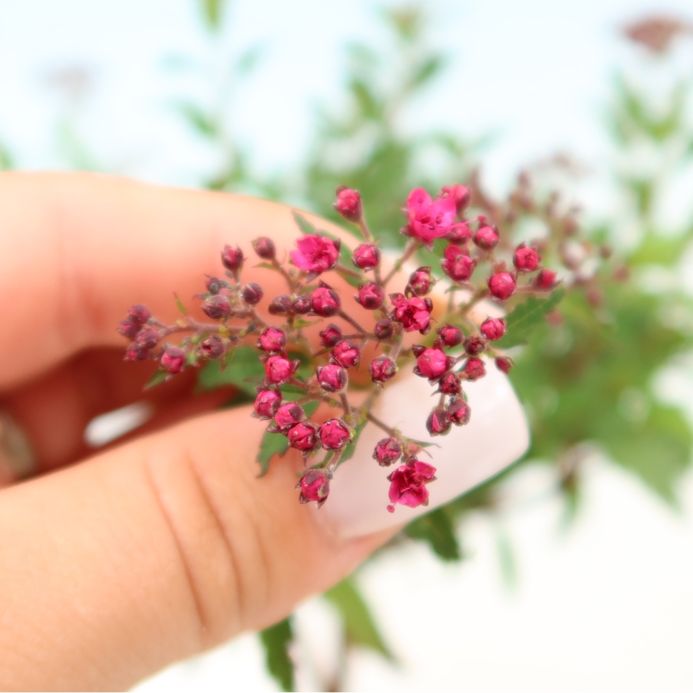 Bonsai für den Außenbereich – Japanische Spirea – Spirea japonica Anthony Waterer