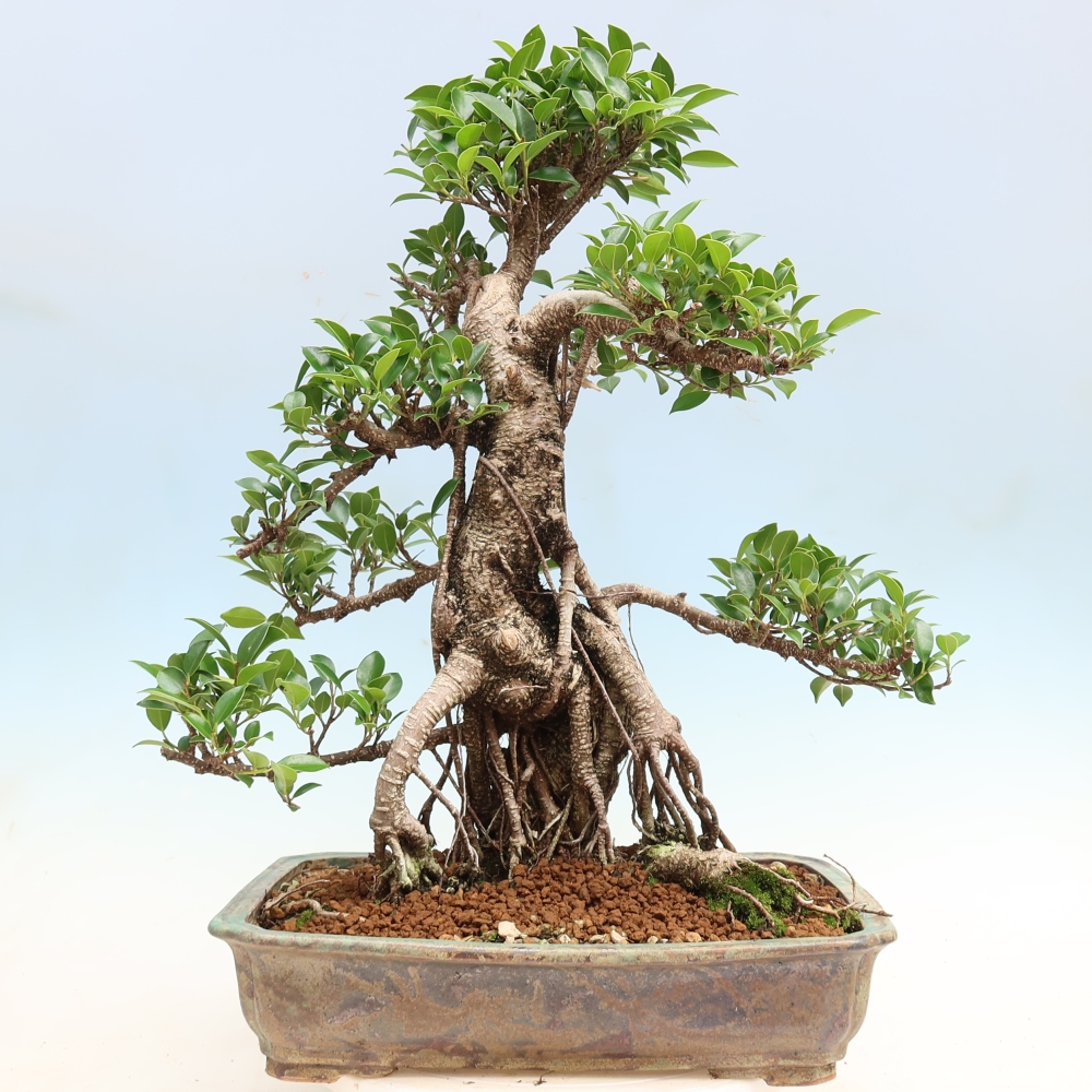 Zimmerbonsai - Ficus kimmen - Kleinblättriger Ficus