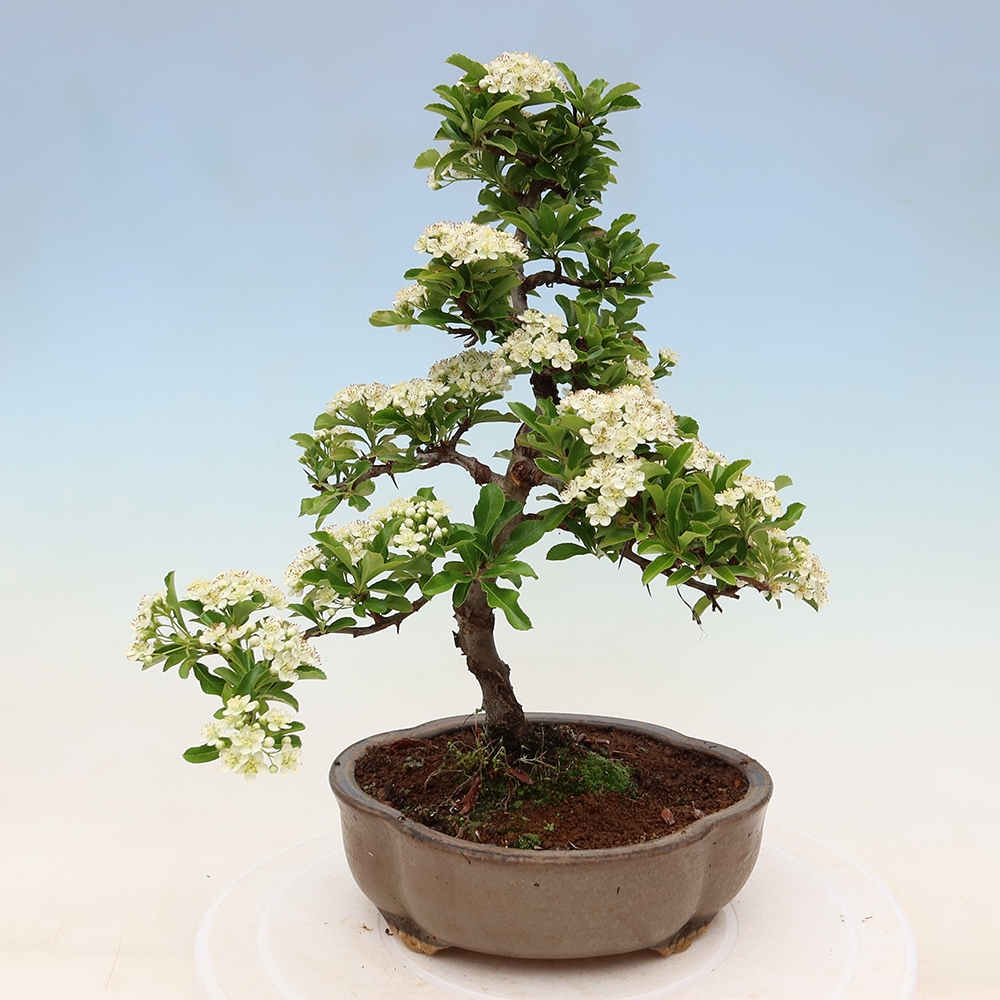 Bonsai für den Außenbereich – Pyracantha teton – Feuerdorn