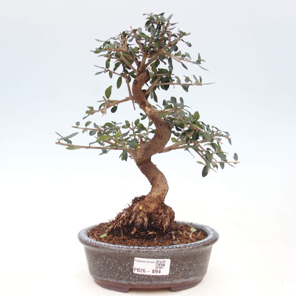 Zimmerbonsai - Olea europaea sylvestris