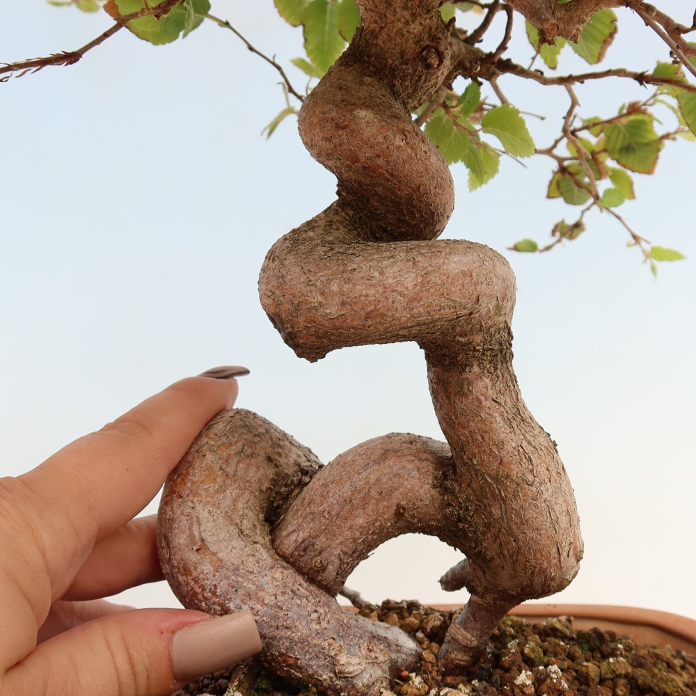 Bonsai für draußen -Carpinus CARPINOIDES - Koreanische Hainbuche
