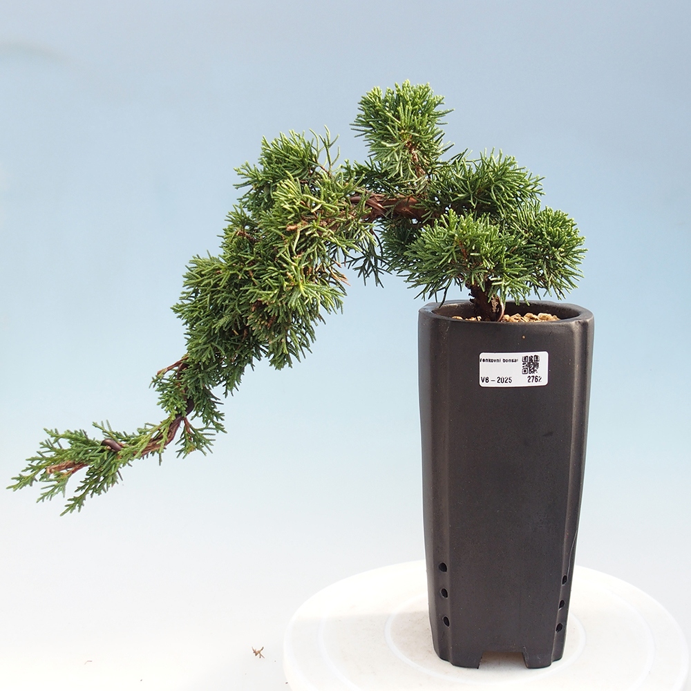 Bonsai im Freien - Juniperus chinensis Kishu - Chinesischer Wacholder