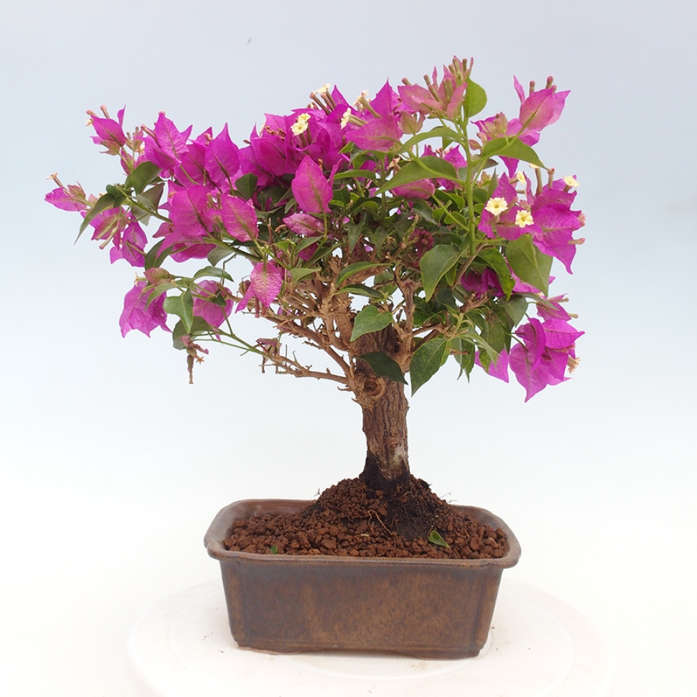 Indoor Bonsai - Bouganwilea