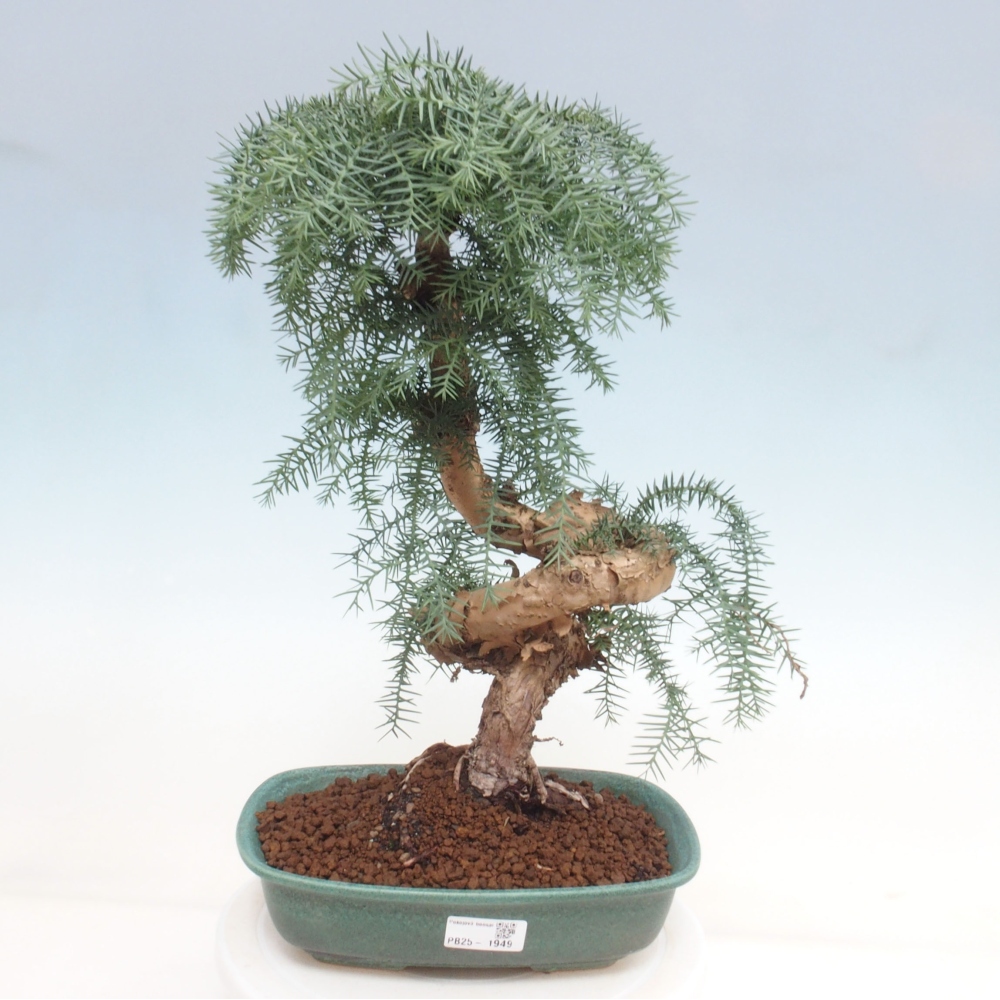 Zimmer Bonsai - Araukarie - Zimmer Fichte
